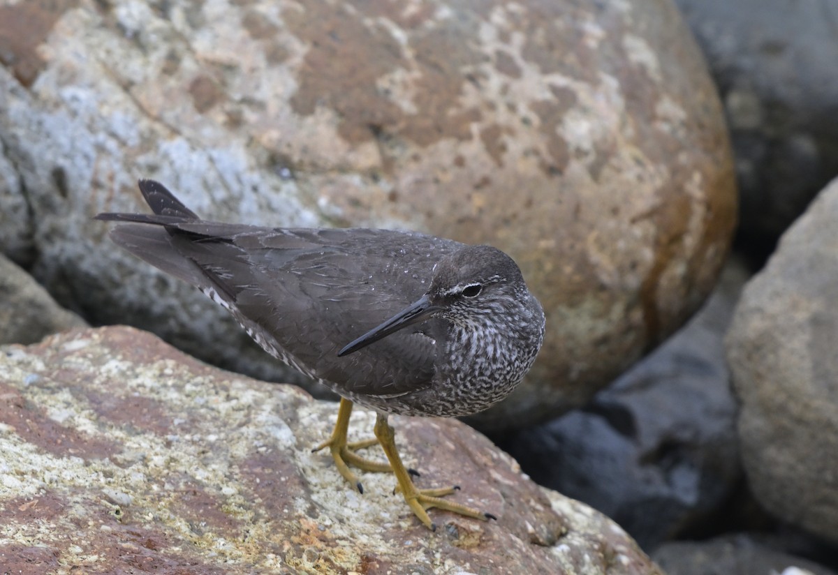 Wandering Tattler - Lisa Ruby