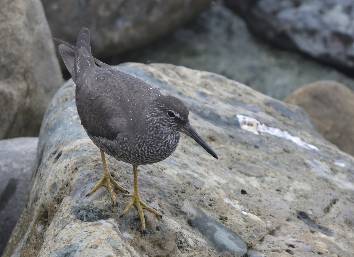 Wandering Tattler - ML622112014