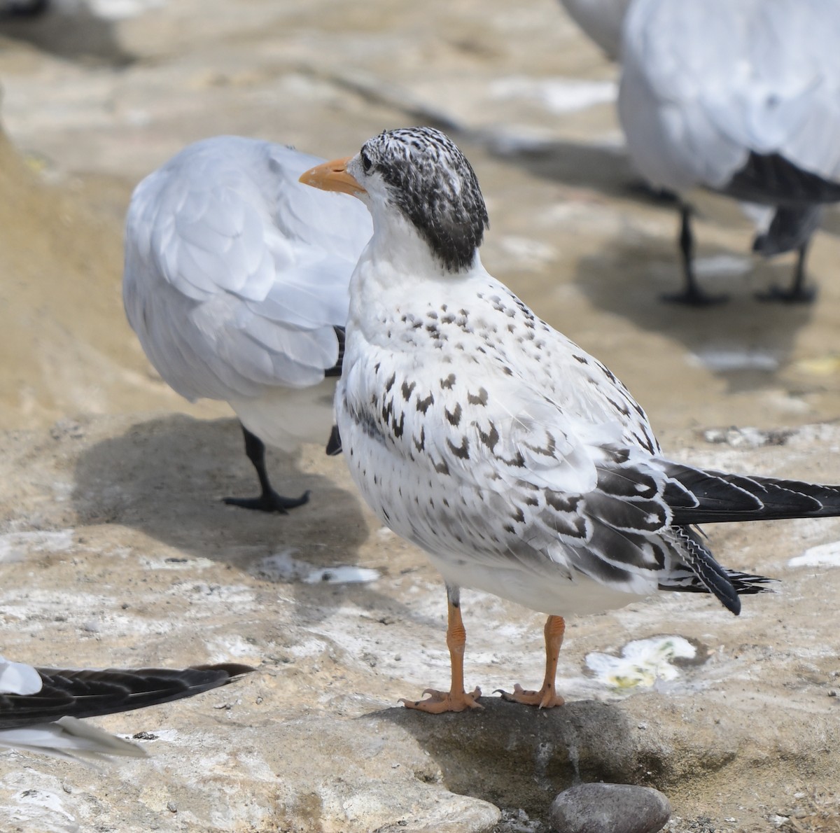 Royal Tern - ML622112041