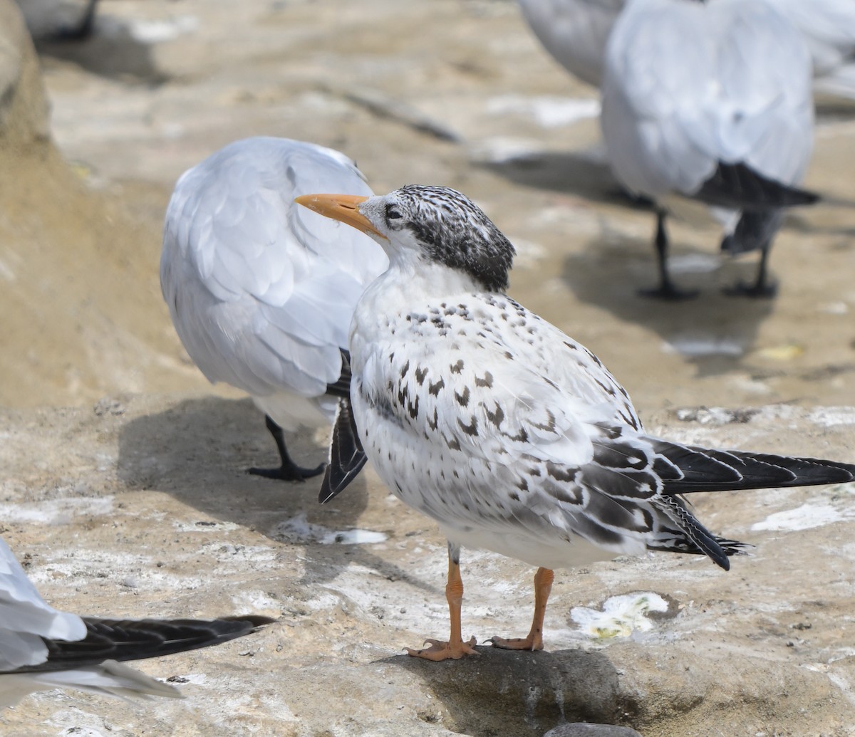 Royal Tern - ML622112042