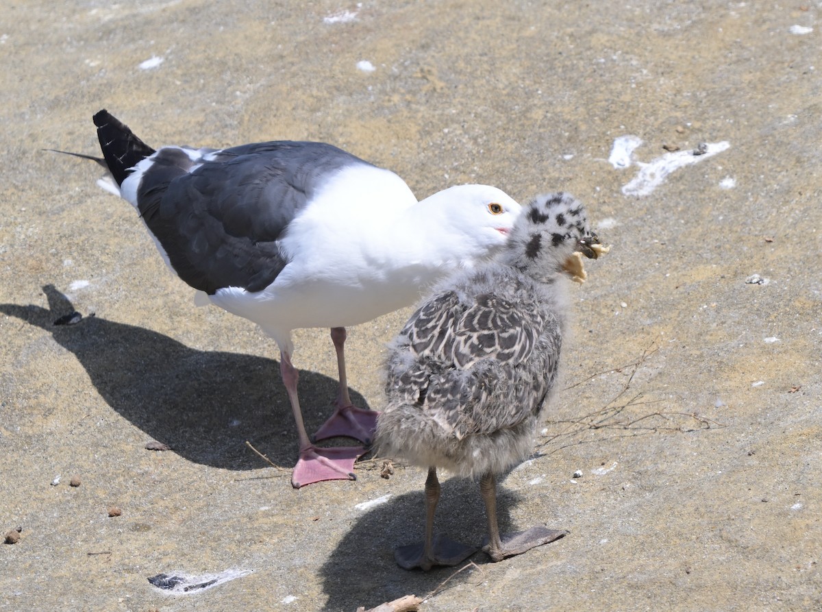 Western Gull - ML622112045