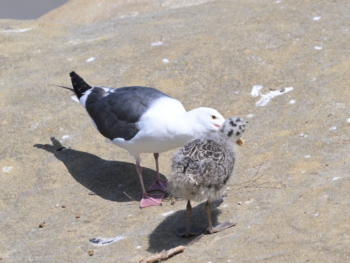 Western Gull - ML622112046