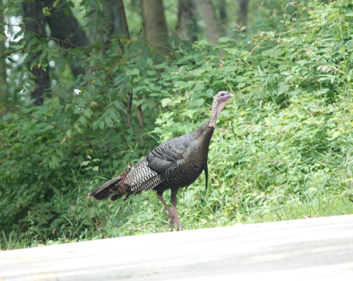 Wild Turkey - ML622112085