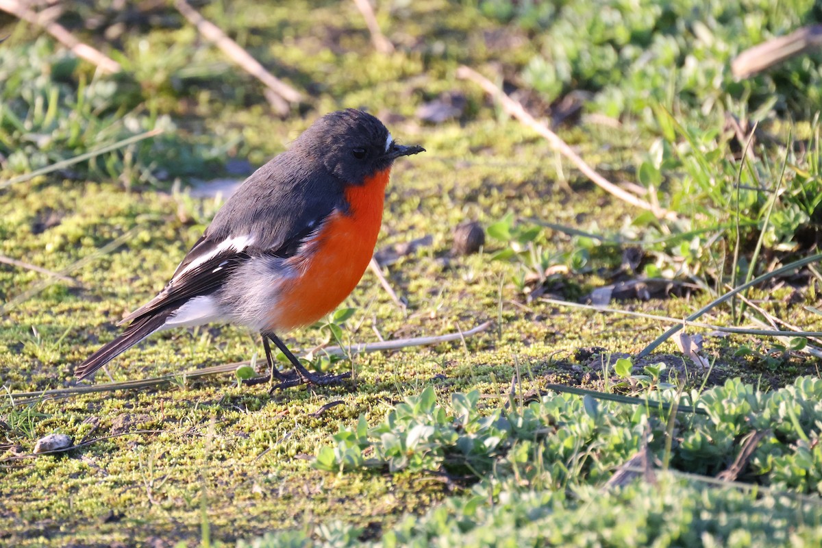 Flame Robin - GEOFFREY SHINKFIELD