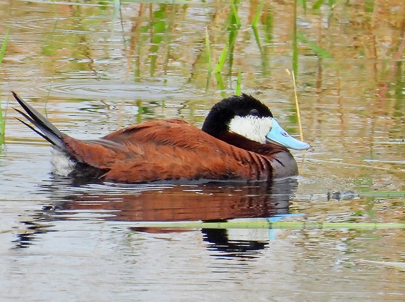 Ruddy Duck - ML622112121