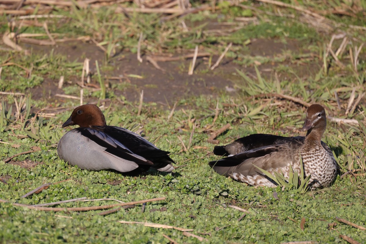 Pato de Crin - ML622112132