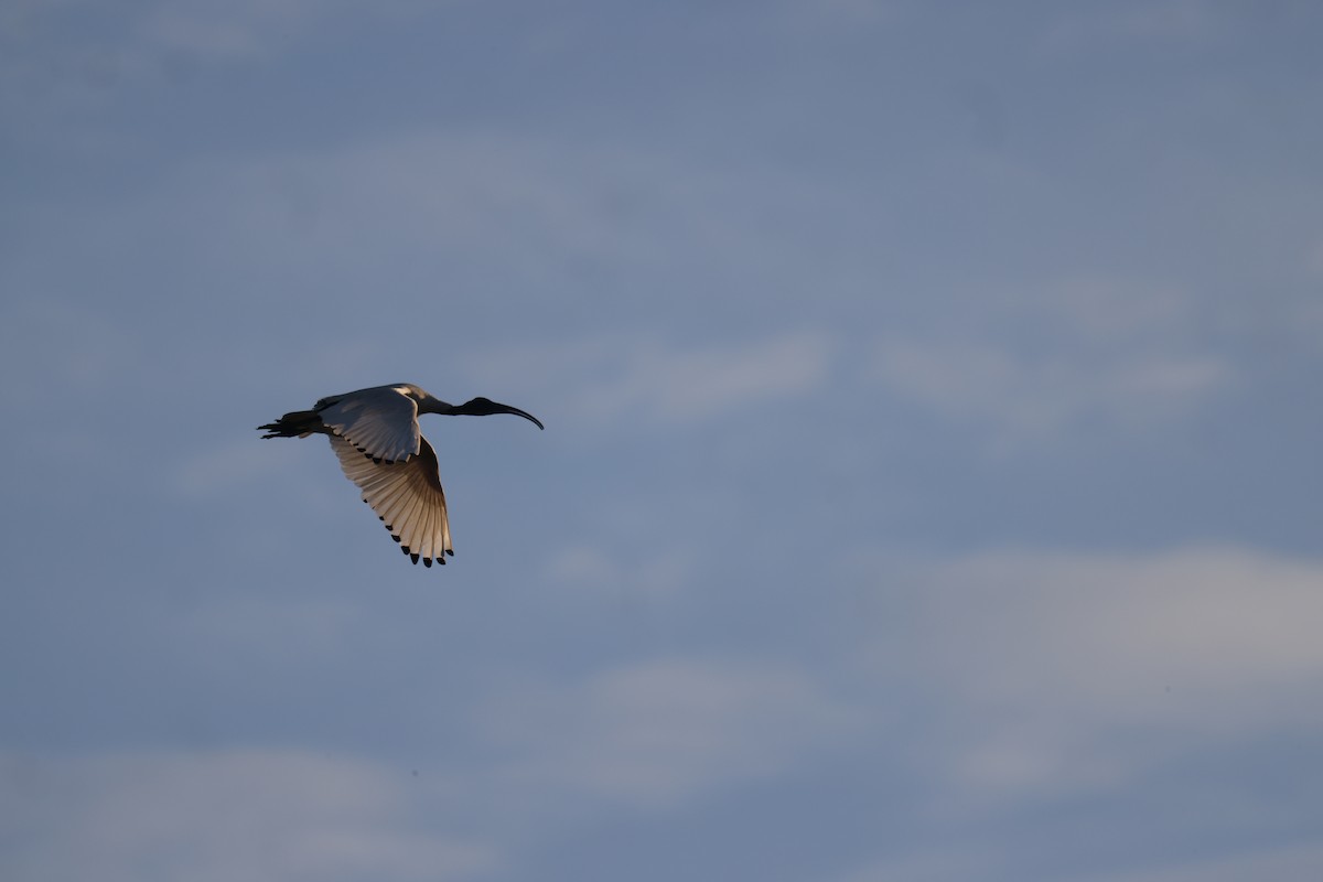 Ibis Moluqueño - ML622112164