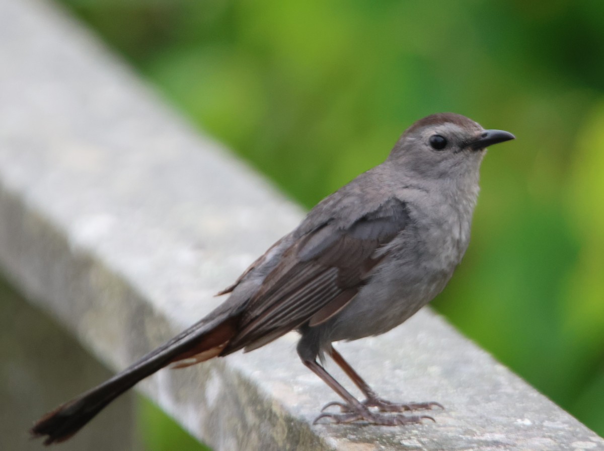 Gray Catbird - ML622112166