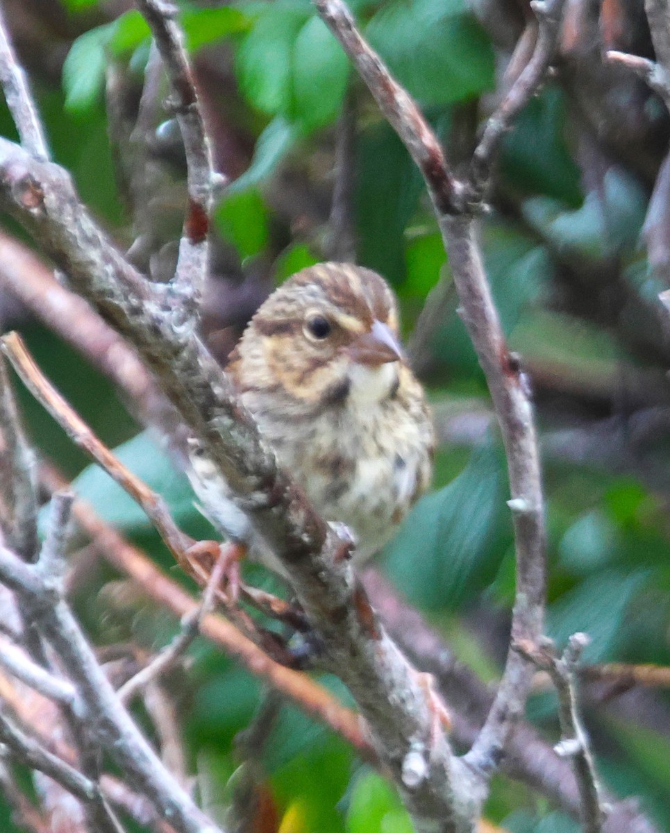 Song Sparrow - ML622112194