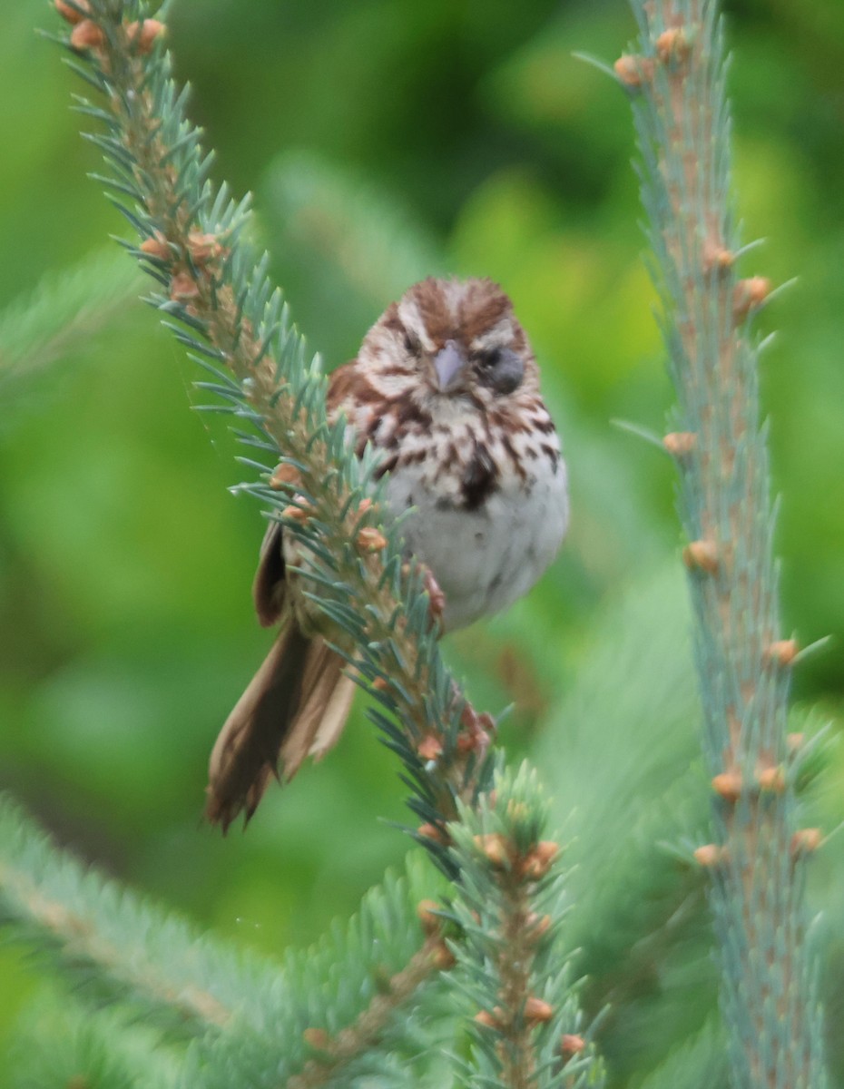 Song Sparrow - ML622112195