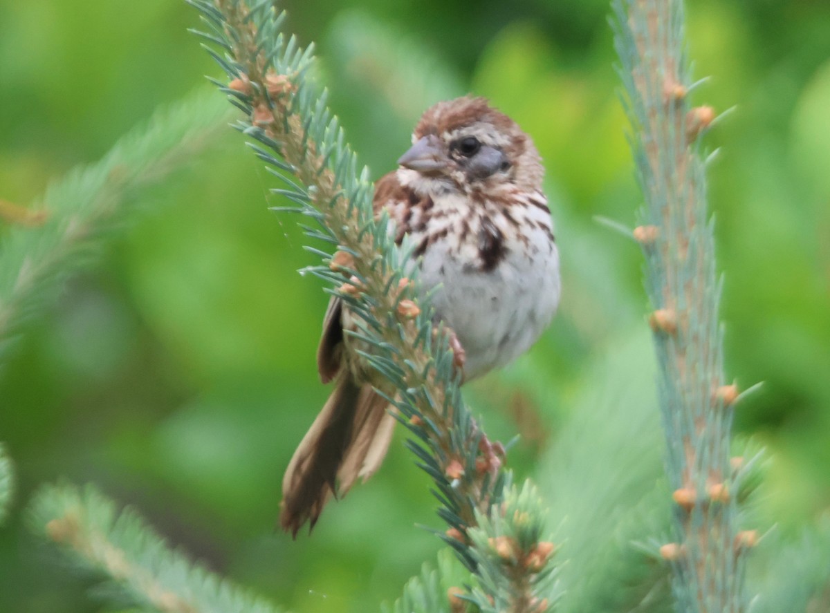 Song Sparrow - ML622112198