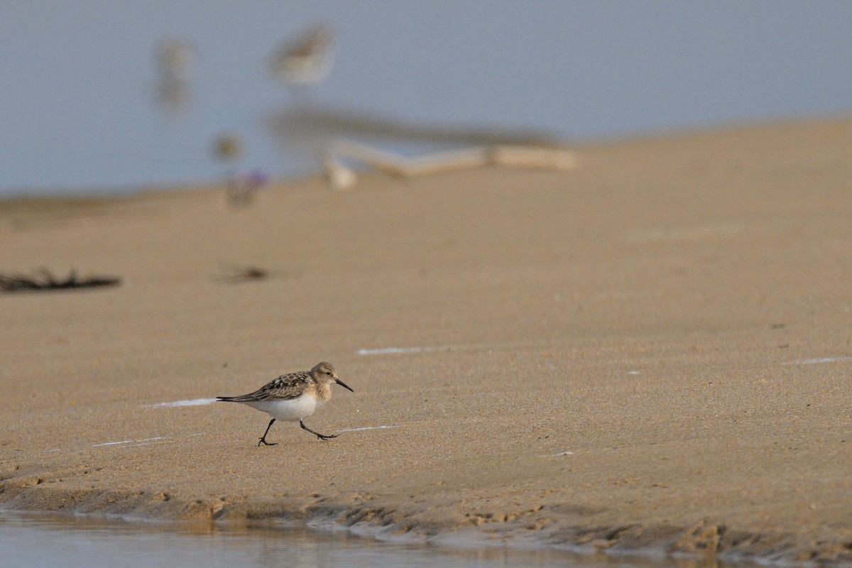 Baird's Sandpiper - ML622112200