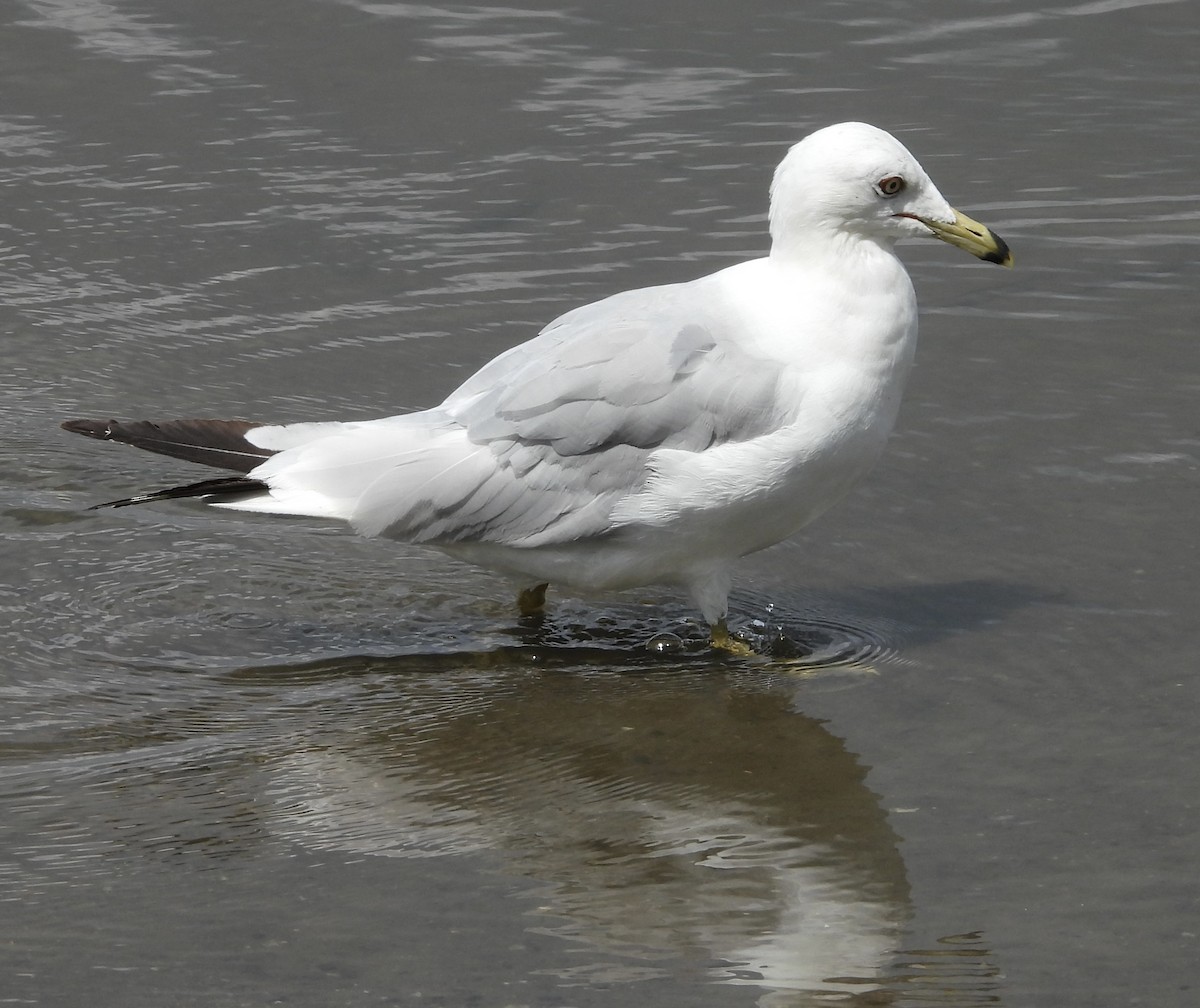 Ring-billed Gull - ML622112216