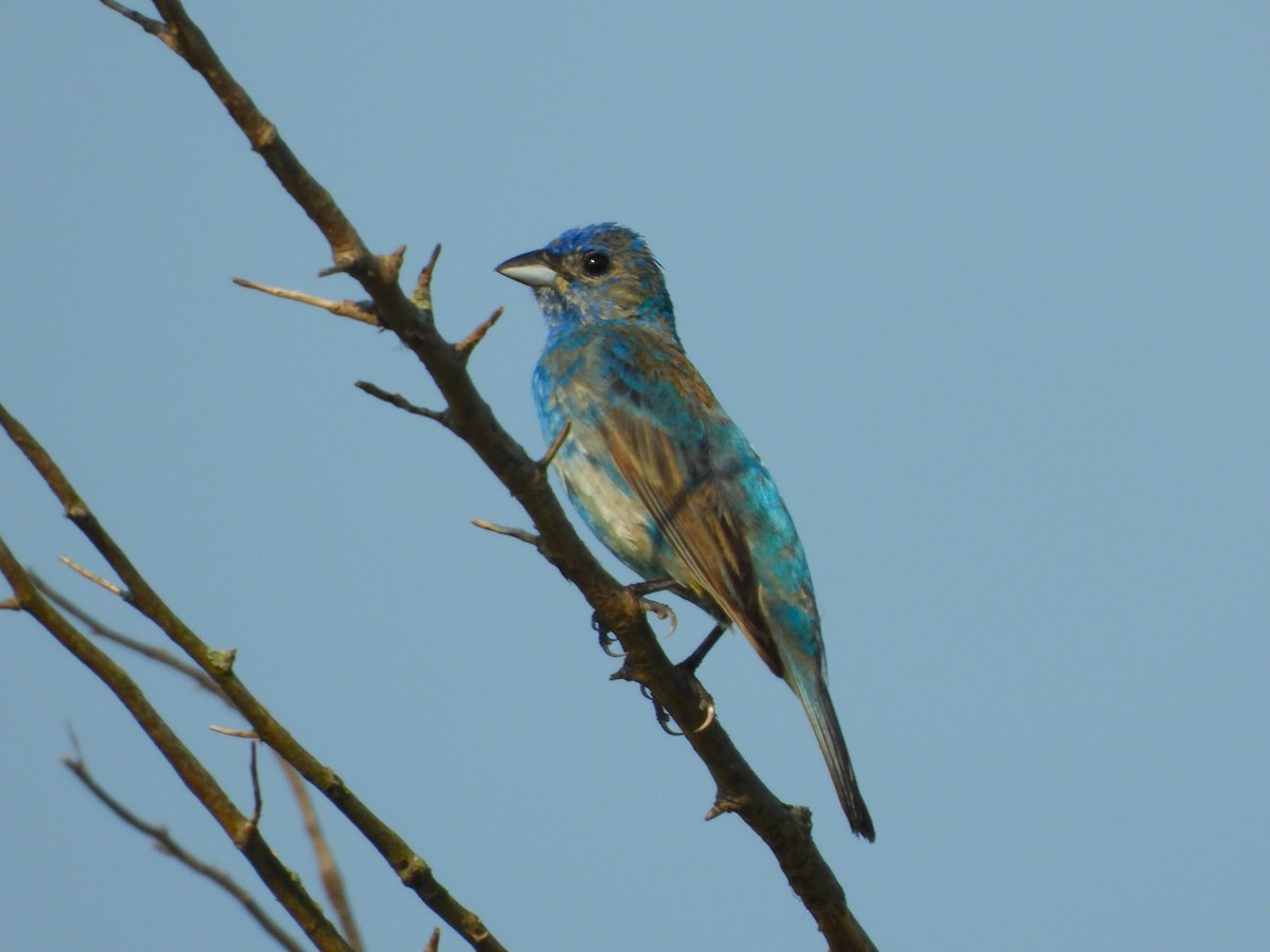 Indigo Bunting - JamEs ParRis