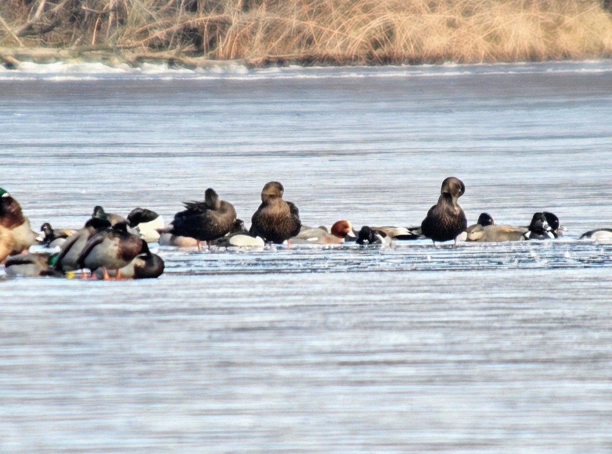 Eurasian Wigeon - ML622112237