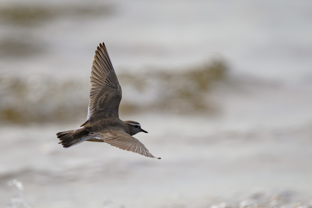 Rufous-chested Dotterel - ML622112283