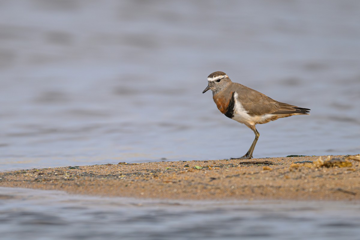 Rufous-chested Dotterel - ML622112290