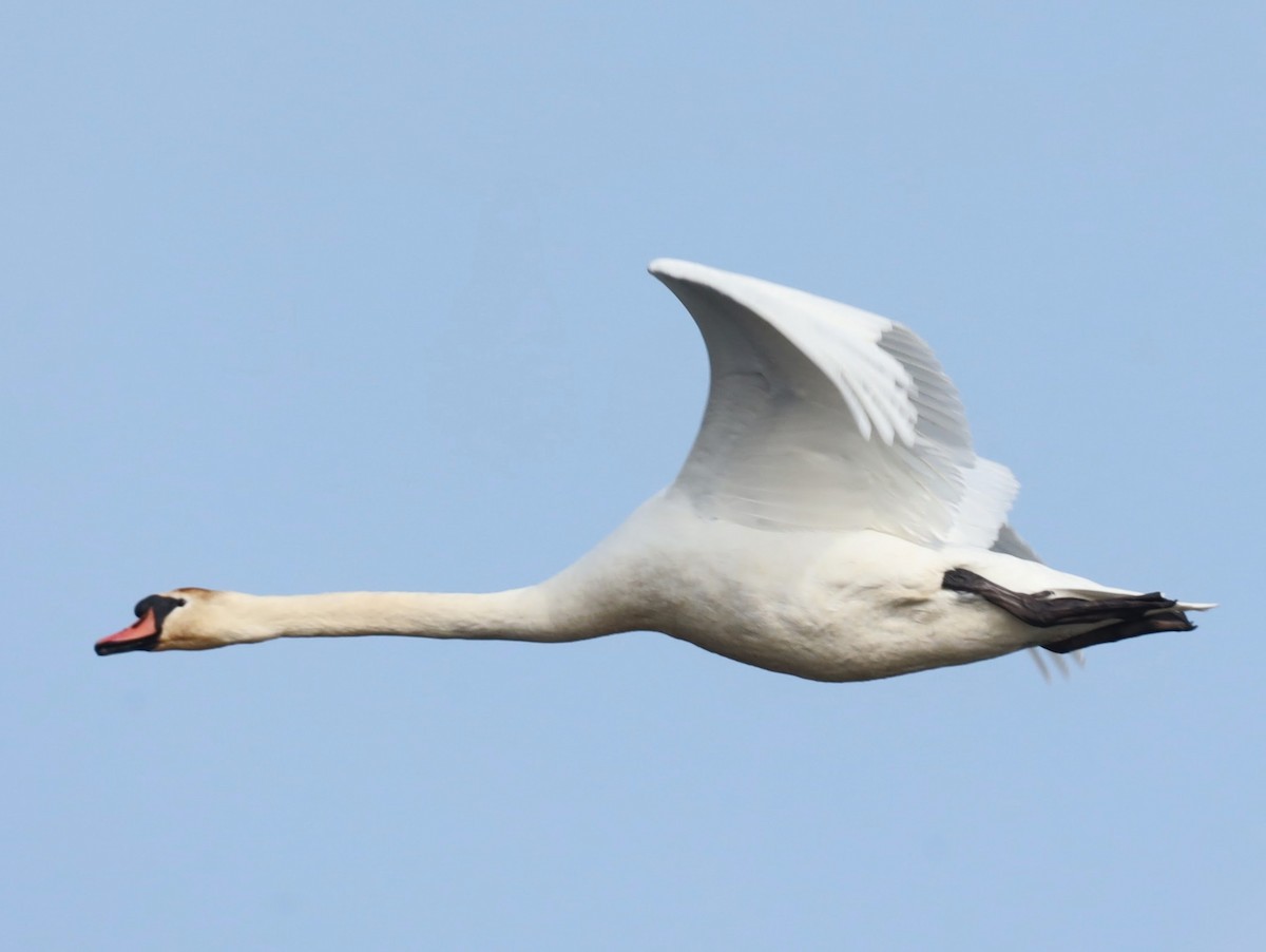 Mute Swan - Josh Yoder