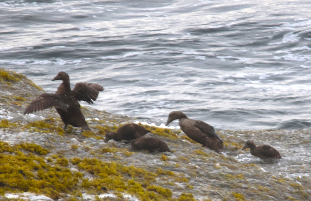 Common Eider - ML622112314