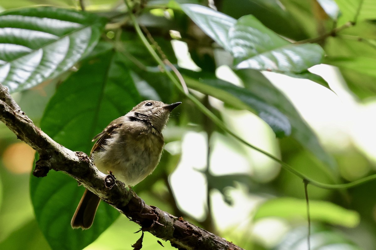 Fulvous-chested Jungle Flycatcher - ML622112321