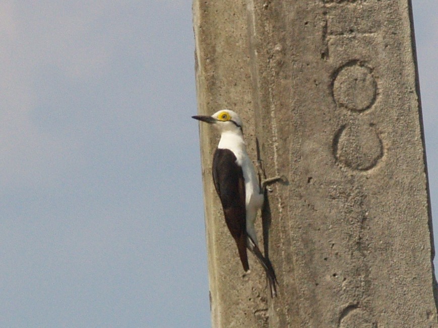 White Woodpecker - Jeff Hopkins