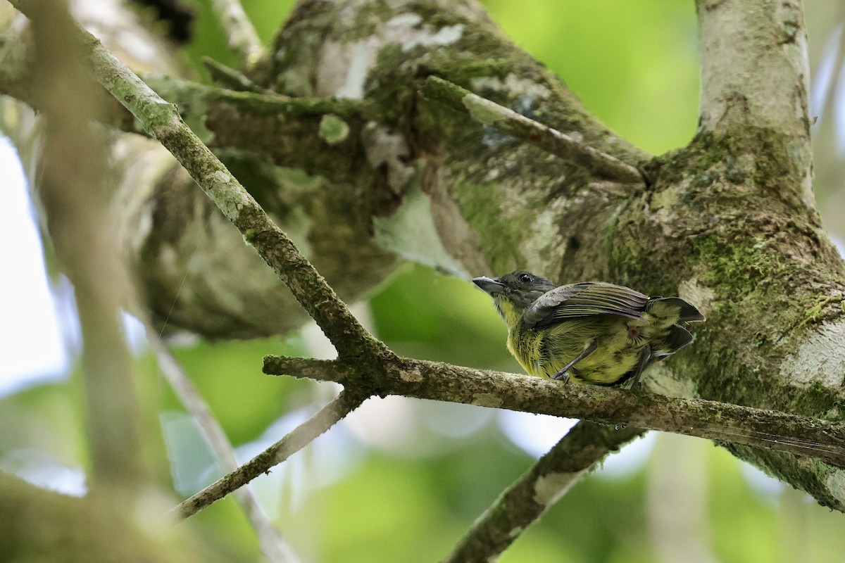 Yellow-rumped Flowerpecker - Anonymous