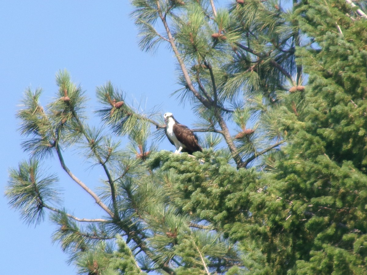 Águila Pescadora - ML622112344