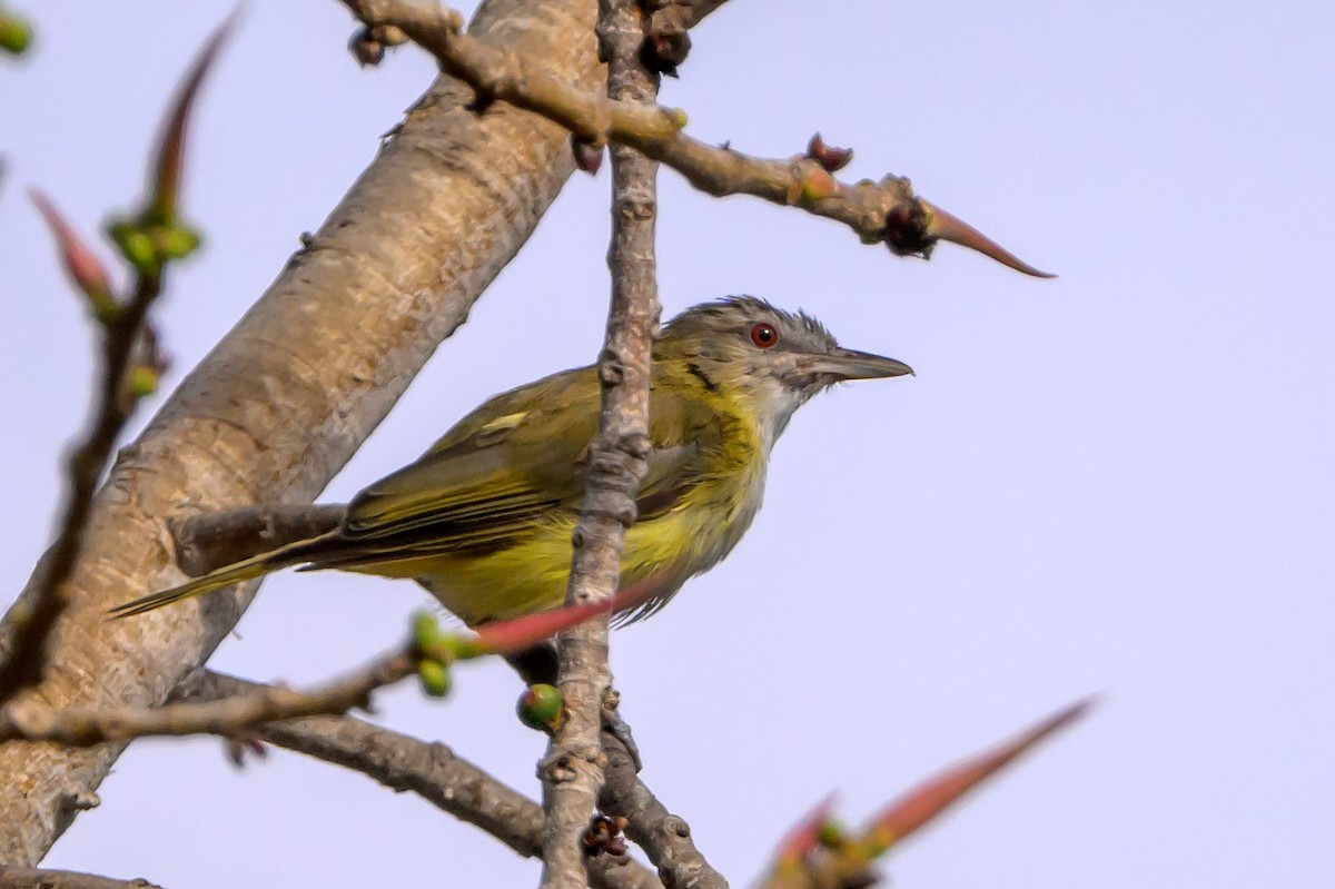 Yellow-green Vireo - ML622112347