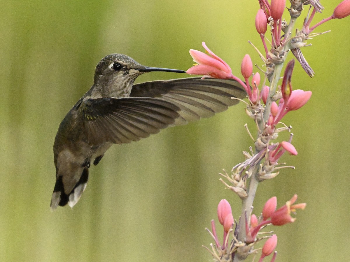 Anna's Hummingbird - Larry Jordan