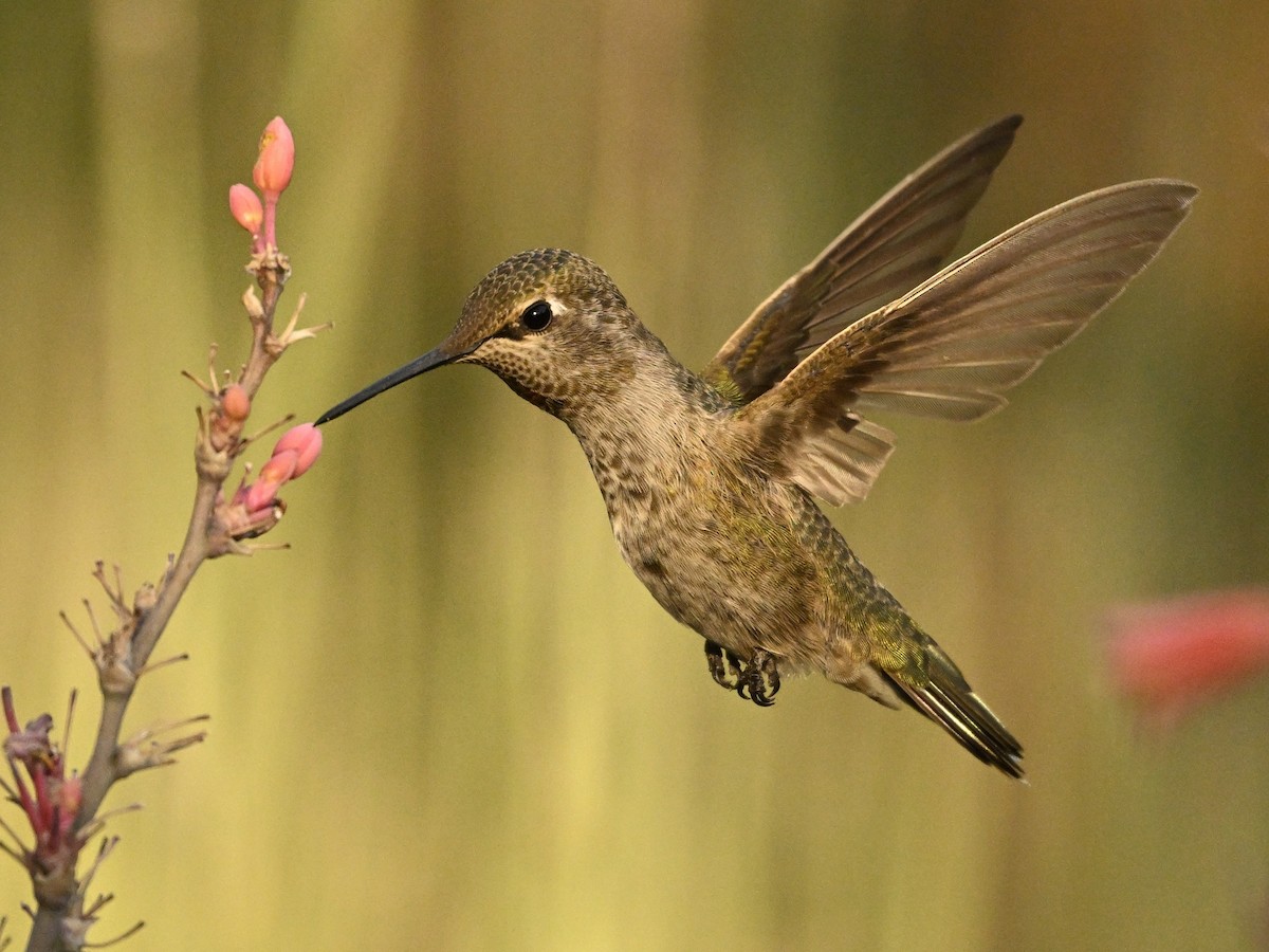 Colibrí de Anna - ML622112349