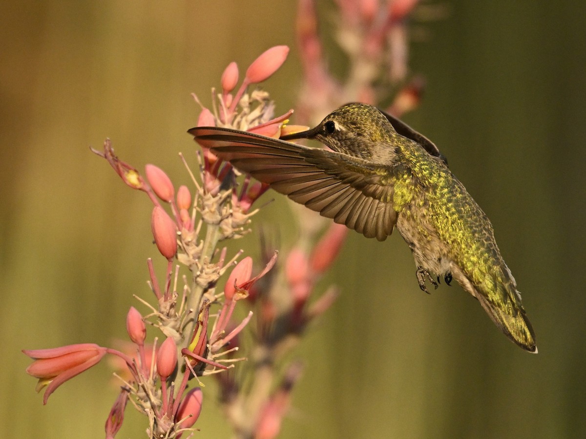 Colibrí de Anna - ML622112350