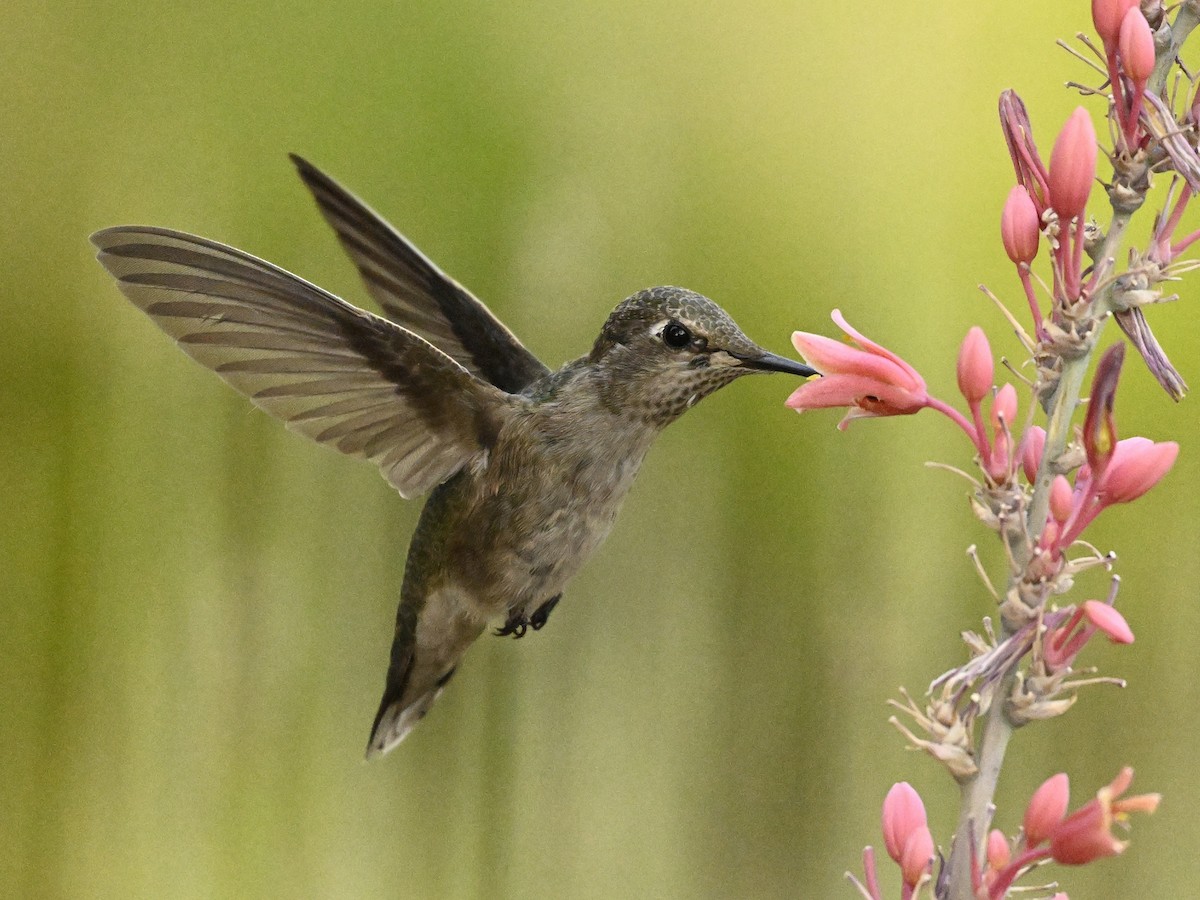 Colibrí de Anna - ML622112351