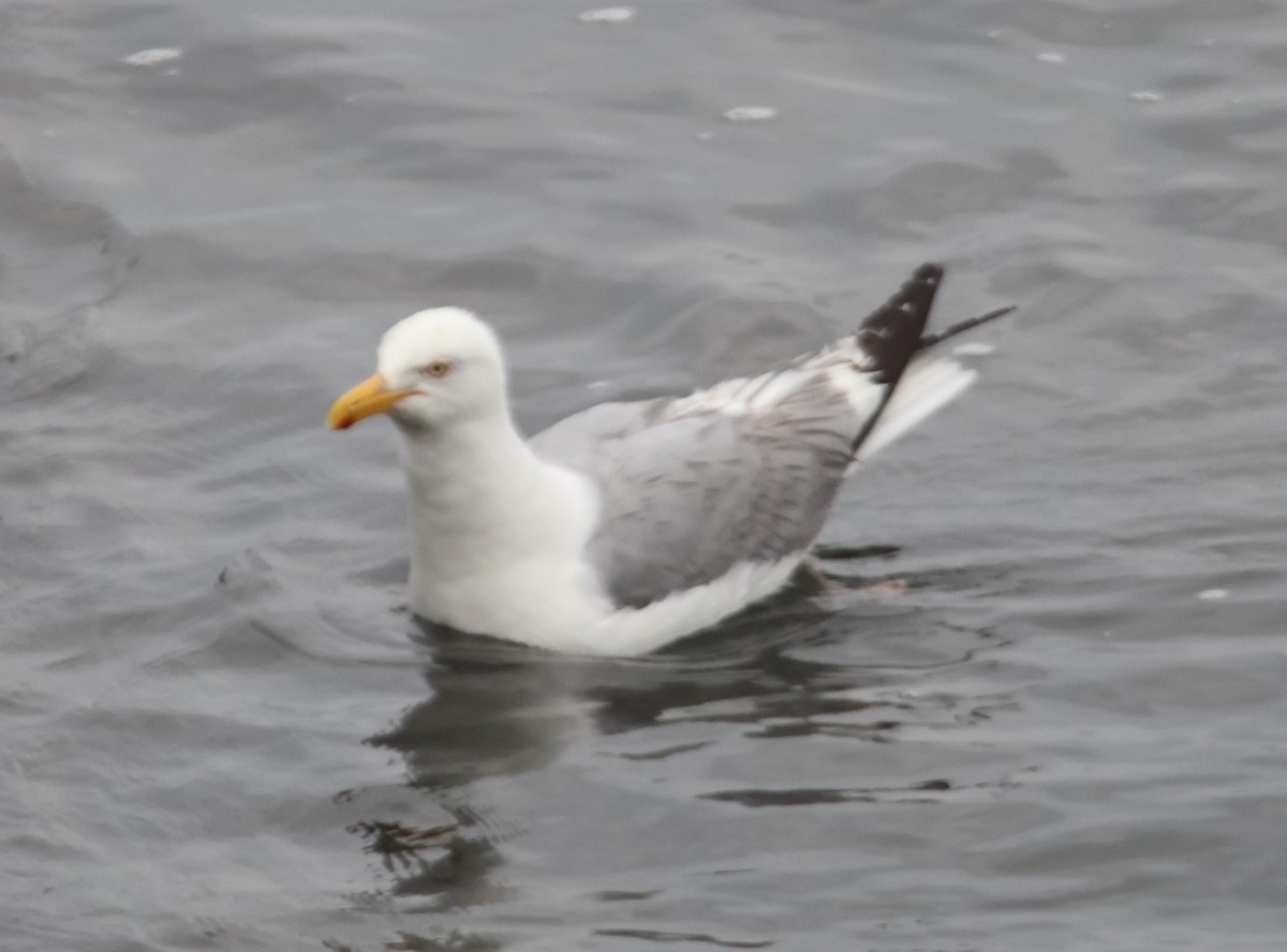 Gaviota Argéntea - ML622112352