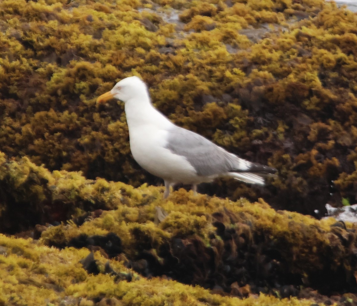American Herring Gull - ML622112353