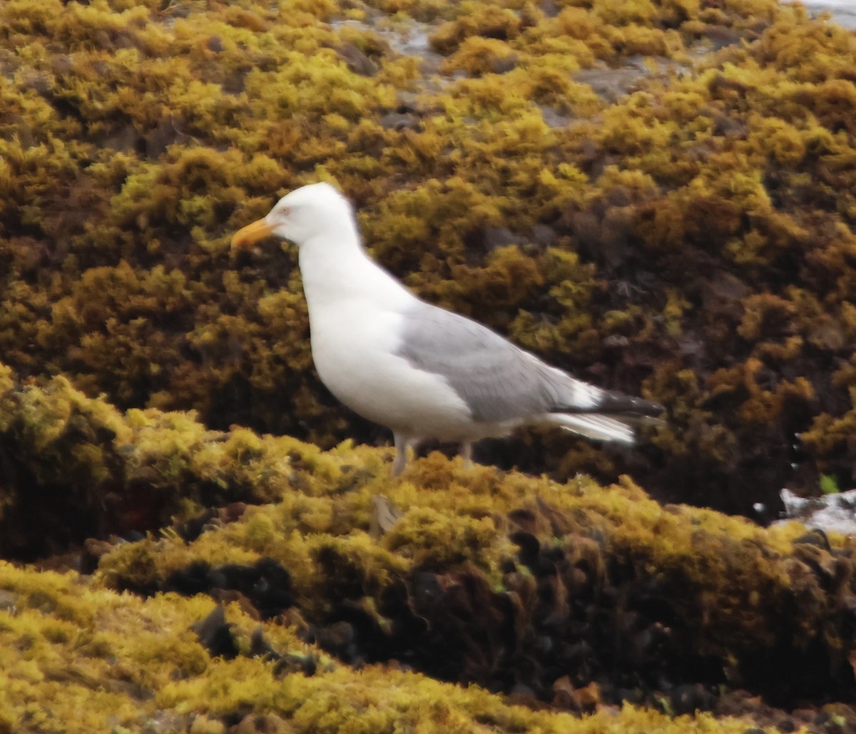 Gaviota Argéntea - ML622112353