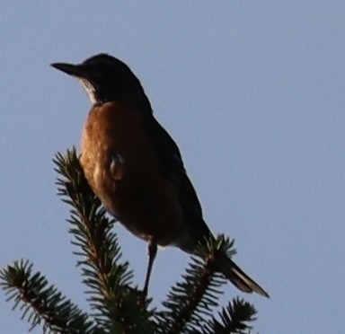 American Robin - ML622112355