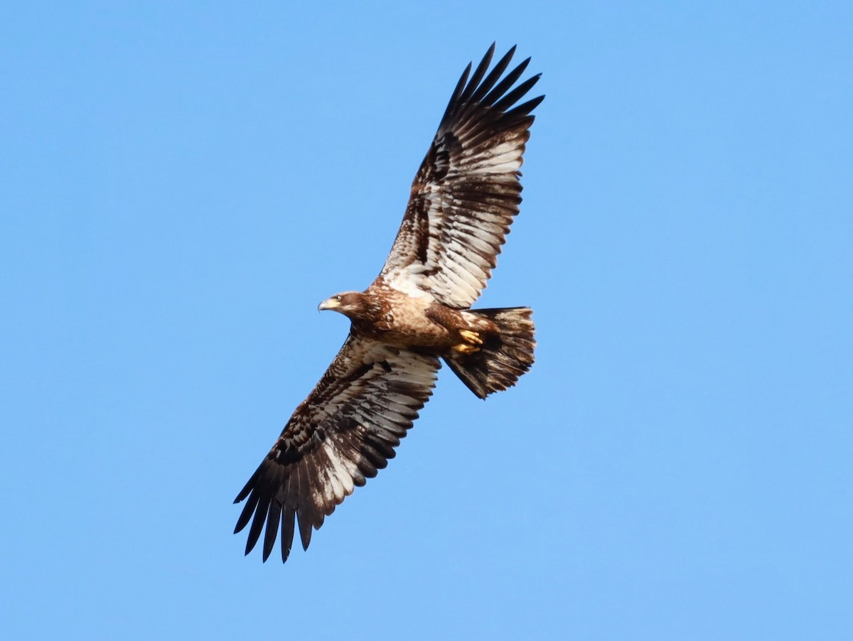 Bald Eagle - Josh Yoder