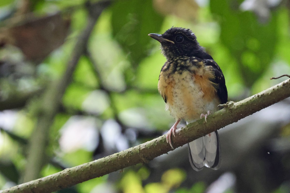 White-crowned Shama - ML622112375