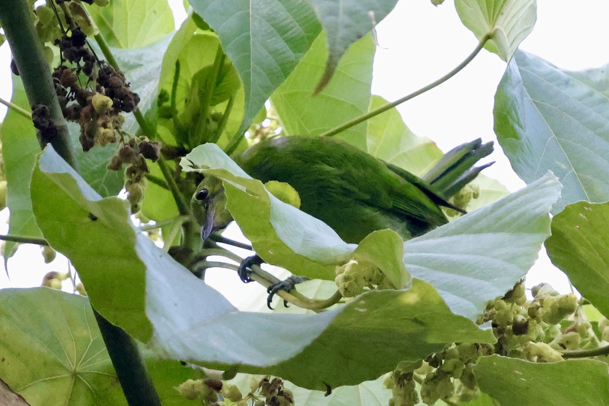 Lesser Green Leafbird - ML622112383