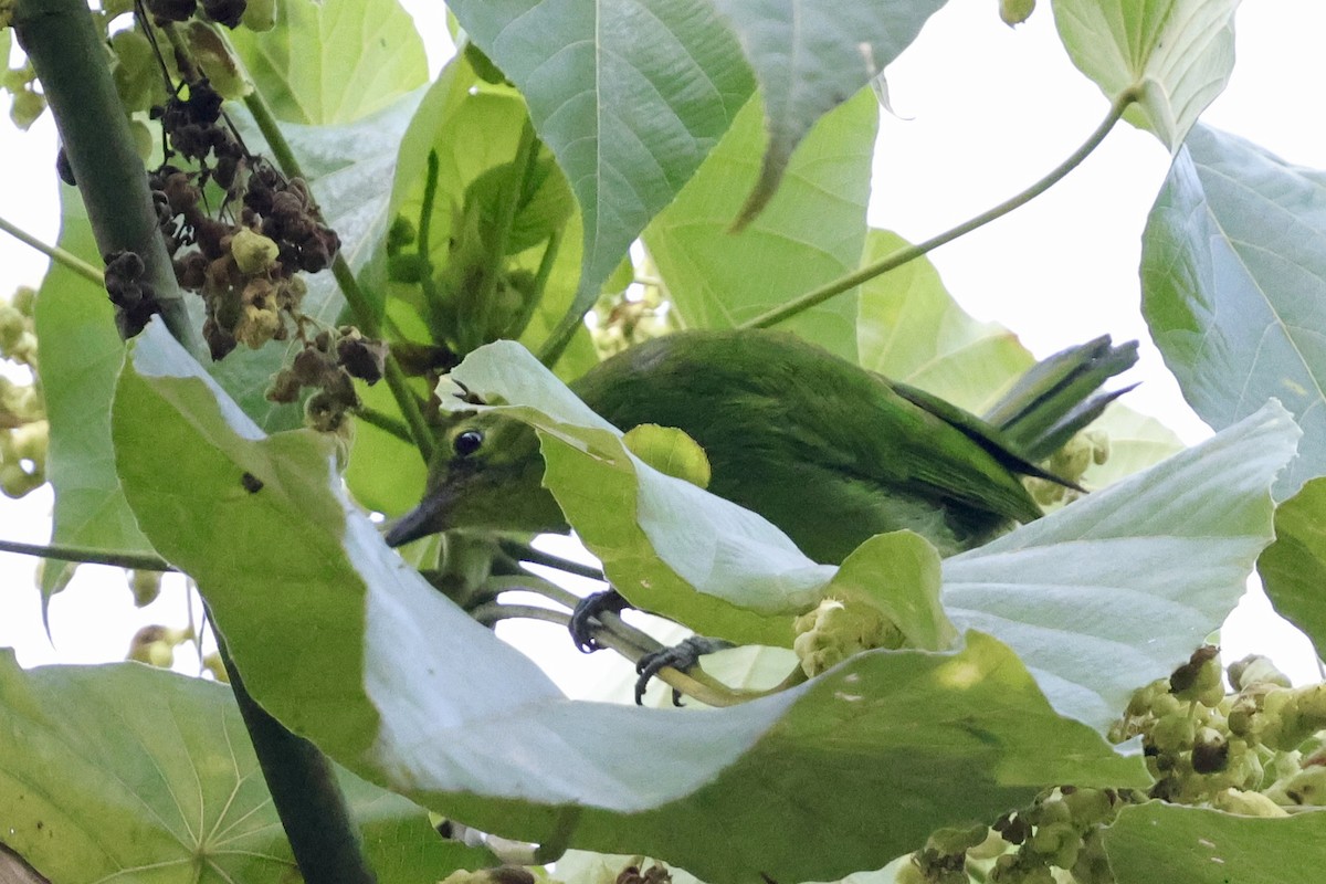 Lesser Green Leafbird - ML622112384