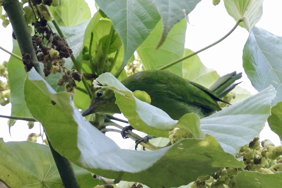 Lesser Green Leafbird - Anonymous