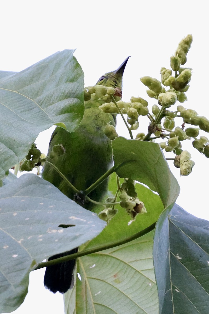 Lesser Green Leafbird - ML622112385