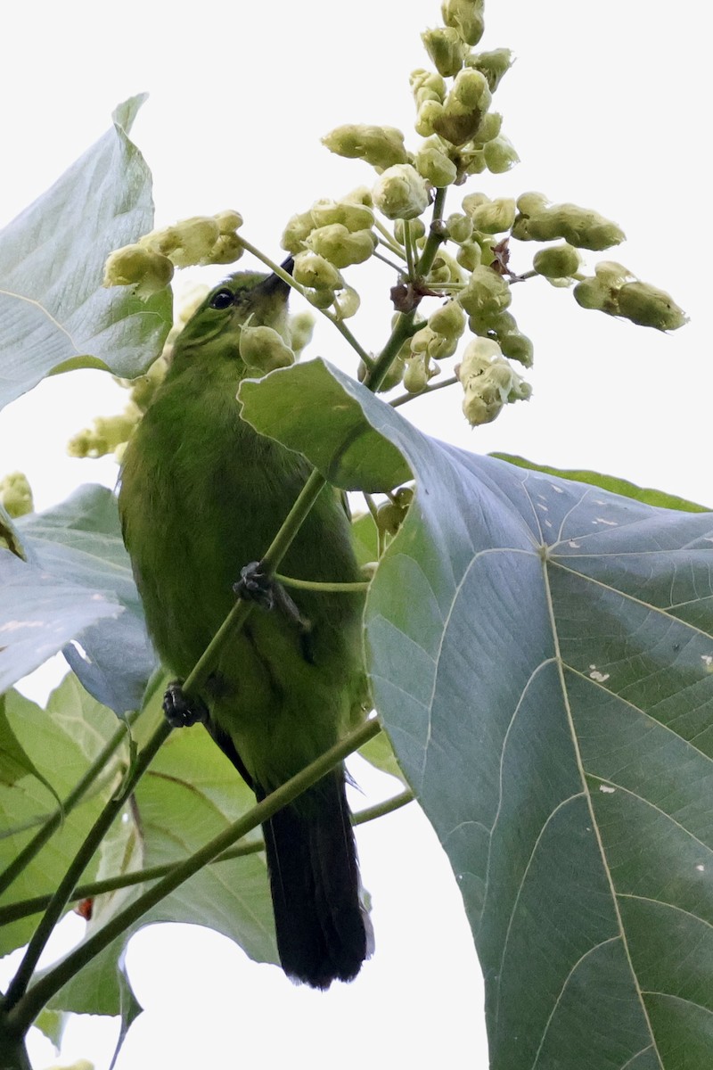 Lesser Green Leafbird - ML622112387