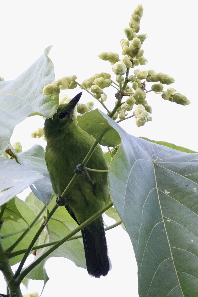 Lesser Green Leafbird - ML622112388