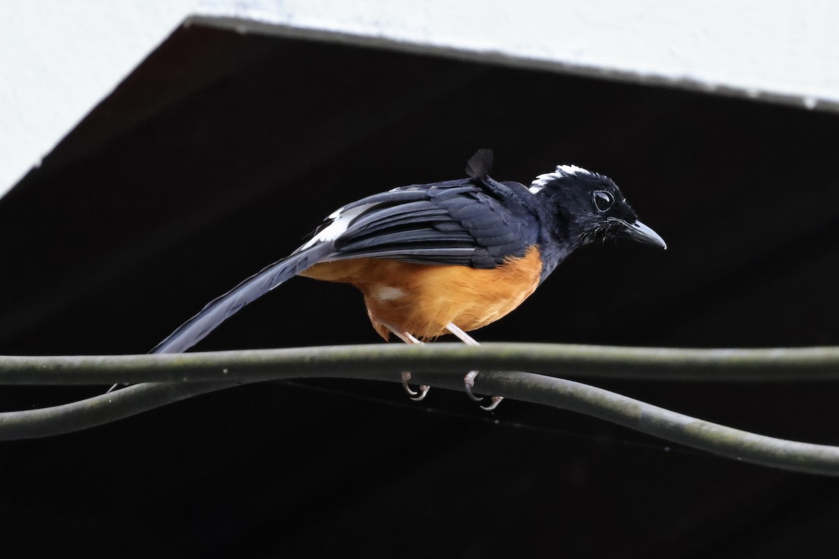 White-crowned Shama - ML622112392