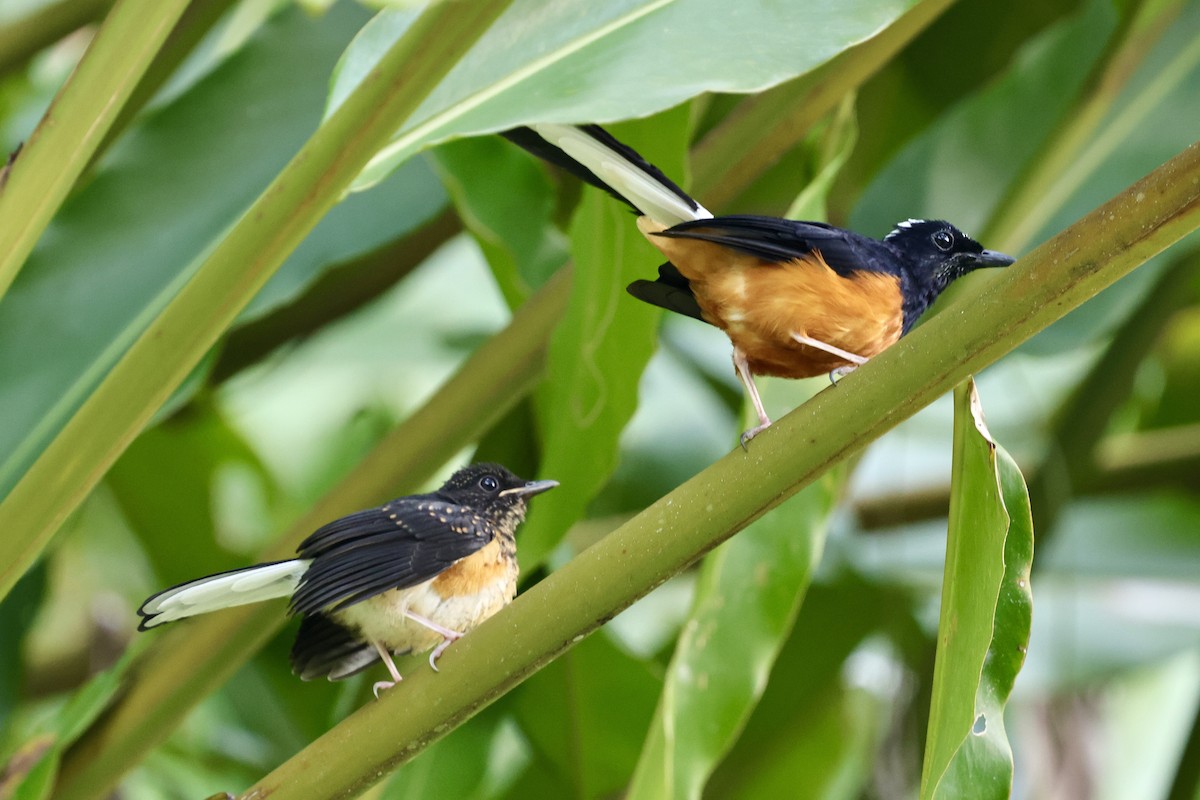 White-crowned Shama - Anonymous