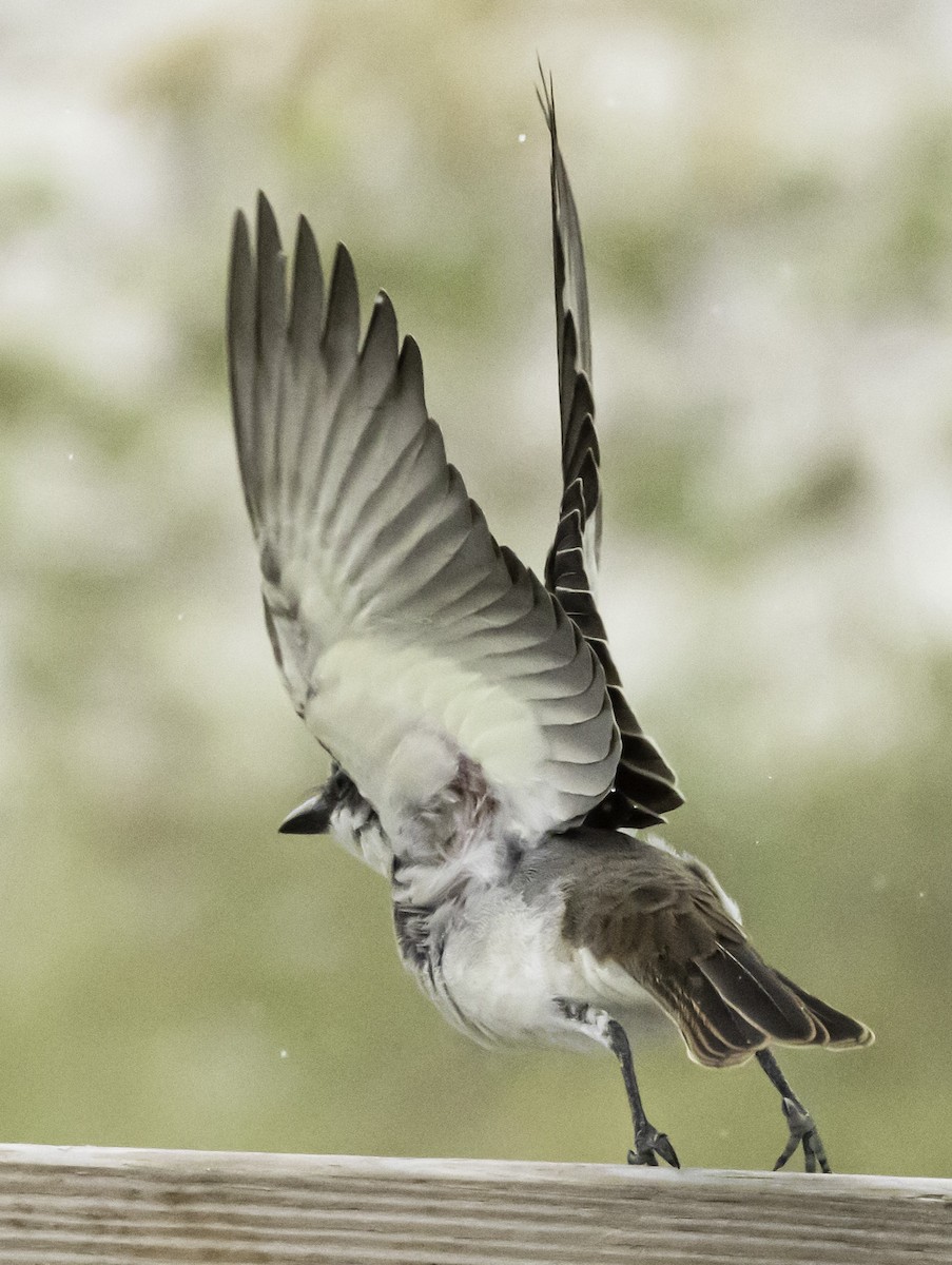 Gray Kingbird - ML622112394