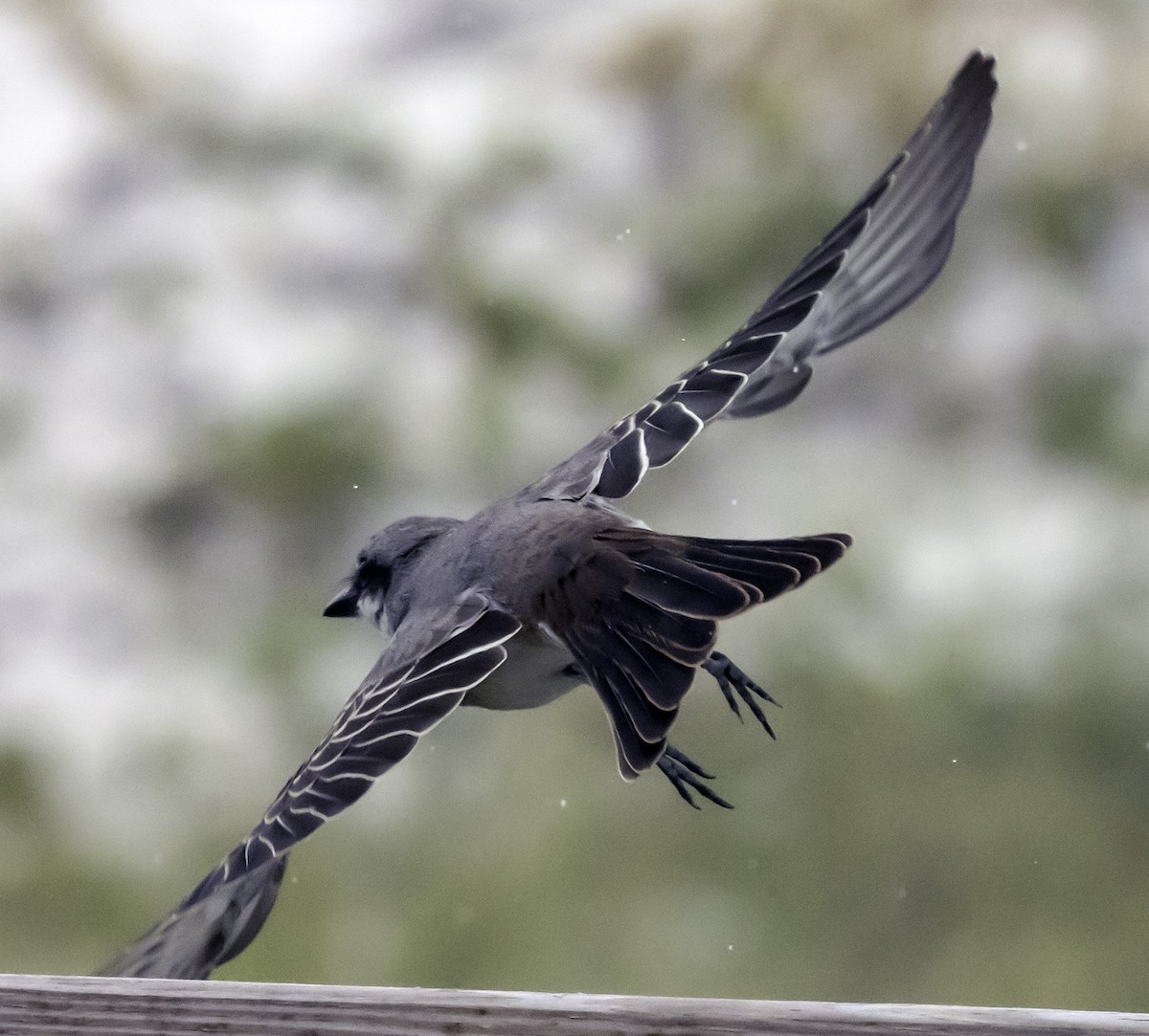 Gray Kingbird - ML622112400