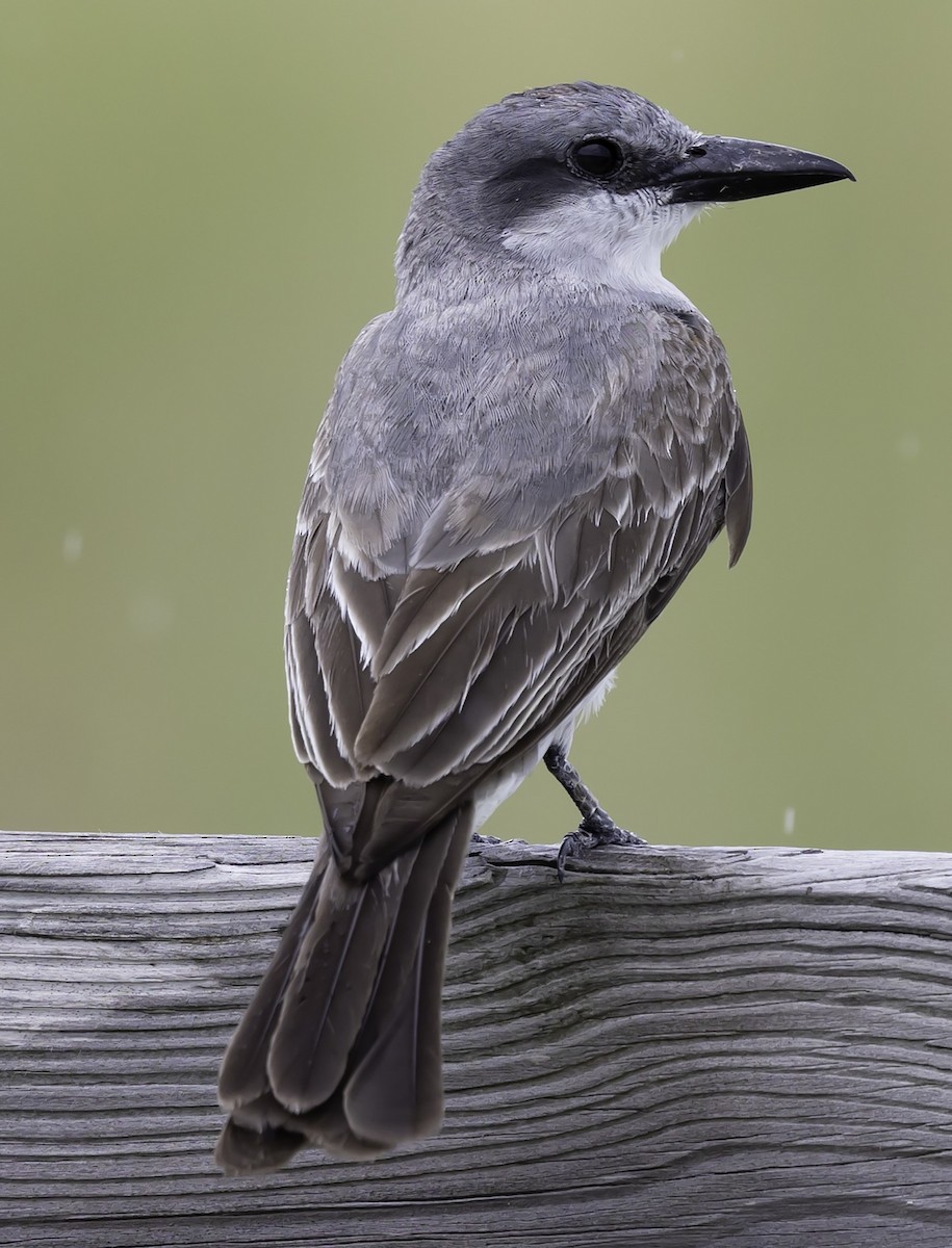 Gray Kingbird - ML622112403