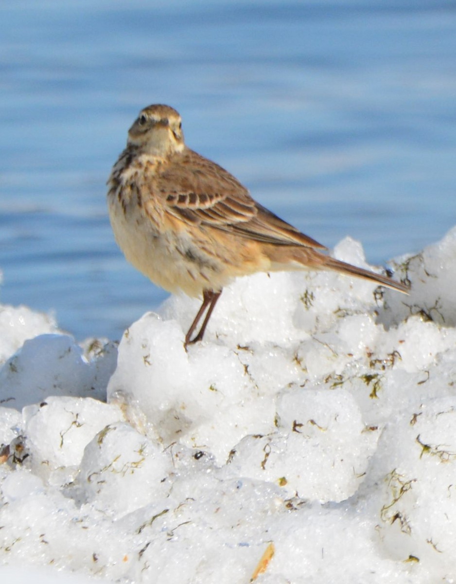 American Pipit - Wendy Skirrow